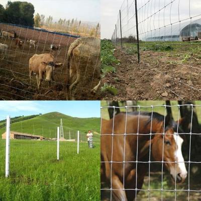 China Agriculture Land Fixed Knot Deer Fence for sale