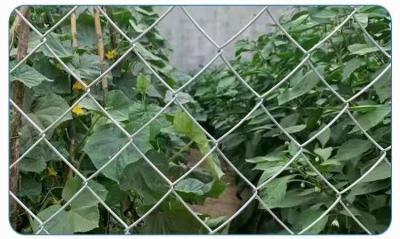 China 5x5cm Hole Size Galvanized Chain Link Fence Iron Wire Mesh Diamond 5x1m for sale