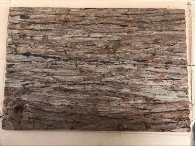 China 400*600mm Standard Size Frist-Layer Fir Bark tiles with Cork Back for Wall Decoration for sale