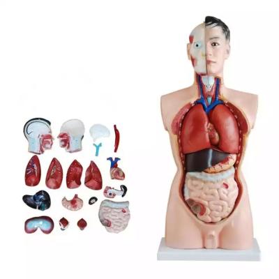 Chine Les sciences médicales enseignant à 85cm le torse humain PVC modèle modèle détachable en plastique de démonstration d'anatomie de pièces pour l'enseignement à vendre