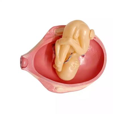 China Fefus y modelos de enseñanza anatómicos humanos de la práctica de la entrega de los modelos del útero para enseñar en venta