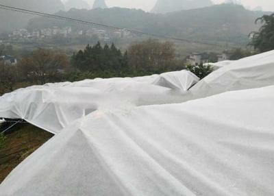 China White Ground Cover Weed Control Fabric Lightweight Non Toxic For Fruit Trees for sale