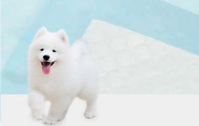 China Muestras gratuitas de almohadillas anti-fuga para mascotas almohadillas desechables para cachorros almohadillas de orina de secado rápido para perros entrenamiento de mascotas en venta