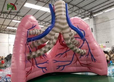 China Flesh - Colored Blow Up Simulation Lung Model Organ Show Tent For Medical Study for sale