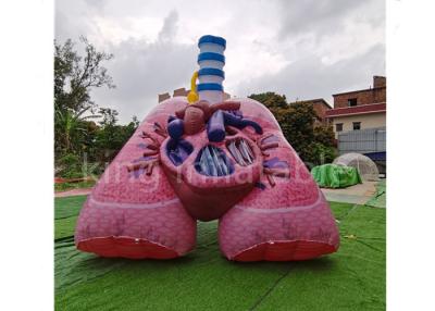 China Plato 0.4mm Inflatable Advertising Products Simulation Lung Heart Model for sale