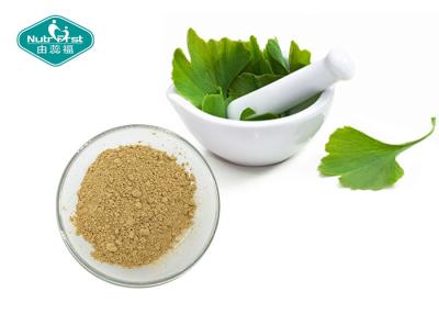 China Ginkgo Biloba Standardized Extract Powder 24/6 for Memory Support for sale