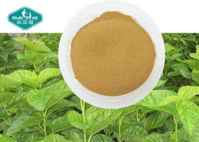 China 100% Natural Mulberry Leaf Extract with 1- Deoxynojirimycin ( 1% DNJ ) Reduces Blood Sugar for sale