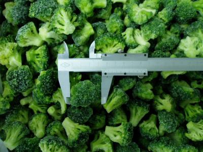 China Frozen IQF Broccoli for sale