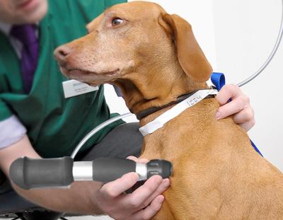 Chine Vétérinaire chiropratique et animal ESWT machine masseuse à ondes acoustiques à vendre