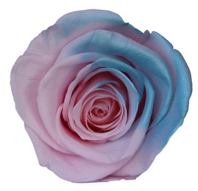China ISO9001 Preserved Fresh Flowers Gradient Dried Rose Ice Blue for sale