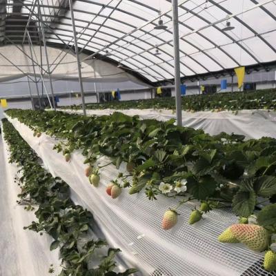 Китай Коммерческая система выращивания кокопеи в экономической туннельной теплице для улучшения урожая продается