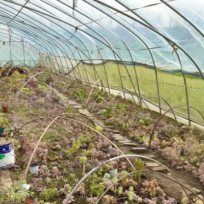 Китай Большое инновационное сельское хозяйство Арочные туннельные теплицы идеально подходят для круглогодичного выращивания продается