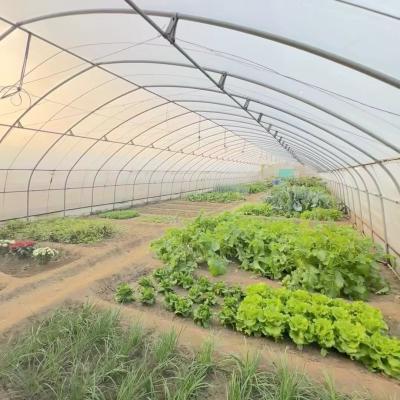 Китай Однослойный туннельный тепличный гидропонический выращивающий комплекс для овощей продается