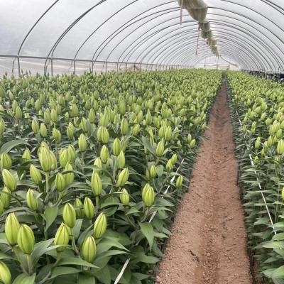 China Film Cover Material Agriculture Tunnel Greenhouse Solution for Large Crop Production for sale