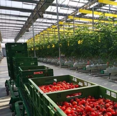 China Double Arch Beam Greenhouse for Mushroom Farming Plastic Sheet Cover Single or Multi Span for sale