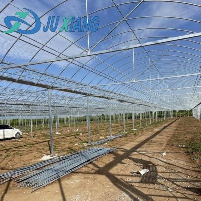 China Customized Request Snow Vibrator Greenhouse for Capsicum Farming in US Currency for sale