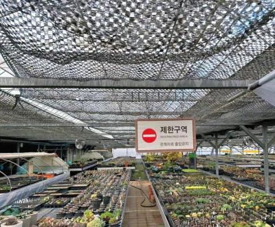 China Customization Arch Tunnel Greenhouse Sunlight Greenhouse For Capsicum Farming for sale