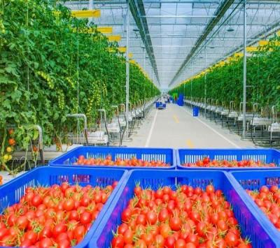 Chine Serre pour la plantation de tomates à fruits à vendre