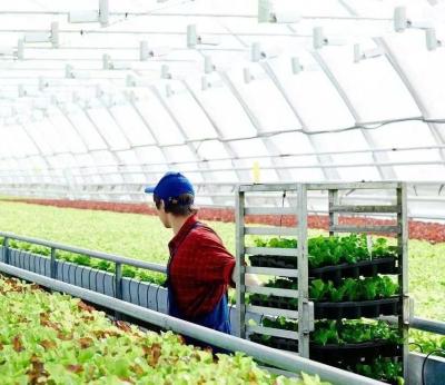 Китай Специализированный вибратор снега теплица для посадки томатов одно или многоразовый большой продается