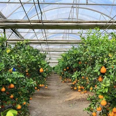 China Multi-Span Greenhouse with Advanced Irrigation About Shipping Cost and Delivery Time for sale