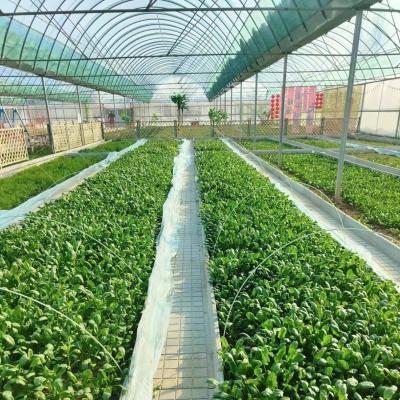 China Vegetable Production Po Film Greenhouse with Shading System and 30 Days Return refunds for sale