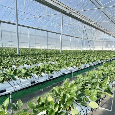 China Multi Span Film Greenhouse for Hydroponics Growing Protects Plants from Harsh Weather for sale