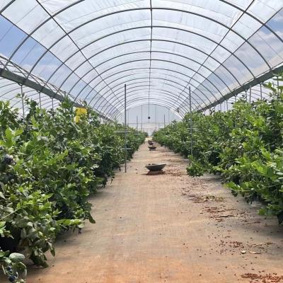 China Steel Structure Multi-Span Cocopeat Soil Greenhouse for Vegetable Production Solutions for sale