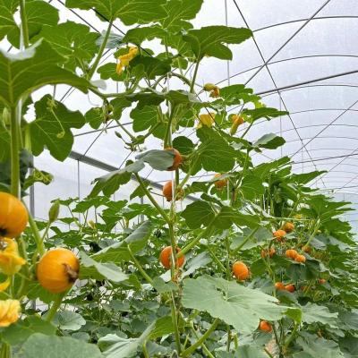 China Package Size 50.00cm * 60.00cm * 50.00cm Multi Span Greenhouse with Drip Irrigation for sale