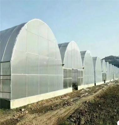 China Film Covered Large Multi-Span High Tunnel Greenhouse for Large-Scale Cultivation for sale