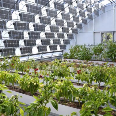 中国 商業用温室 PE/Po プラスチックフィルム 持続可能な農業のための太陽光システム 販売のため