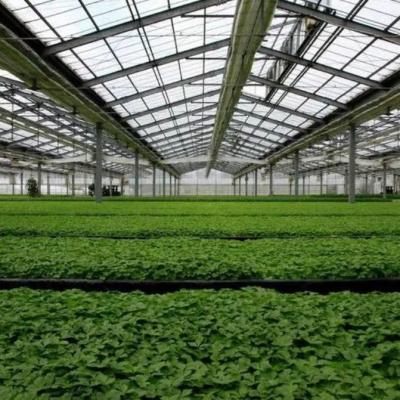 China Multi-Span Design Innovative Solar Greenhouse for Initial Payment and Commercial for sale