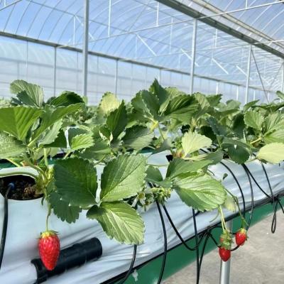 China Multi-Span Film Greenhouse for Grass Planting and Flowers for sale