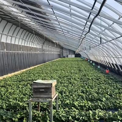 China 2000.000kg Juxiang's Commercial Sunlight Greenhouse for Strawberry Farming jx-sg-108 for sale