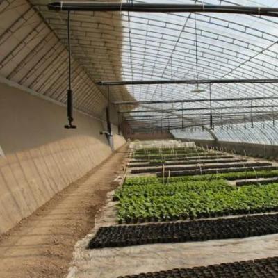 China Invernadero cubierto con película y mejorado con luz solar para el cultivo de pepinos en cultivo de arena en venta
