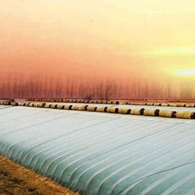 China Paquete Peso bruto 2000.000kg Invernadero ligero con luz solar para el cultivo de verduras en venta