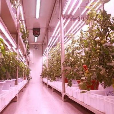 China Shipping Container Vertical Farming Commercial Greenhouse with Hydroponics Innovation for sale