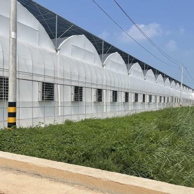 Китай Запрос на заказ Сельскохозяйственная многопролетная пластиковая туннельная пленка теплица для производства продается