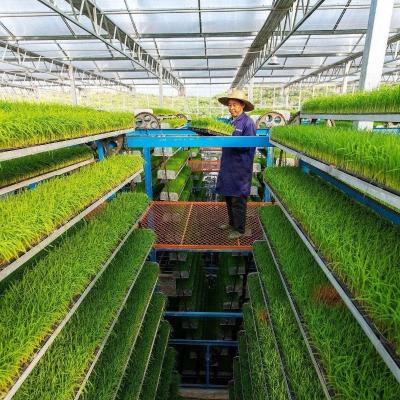 Chine Serre JX-Glass personnalisée 2023 Juxiang équipement agricole avec système de refroidissement à vendre