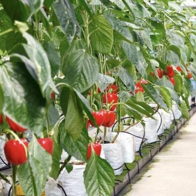 China Large Greenhouse Hydroponic System with and Performance Package Gross Weight 100.000kg for sale