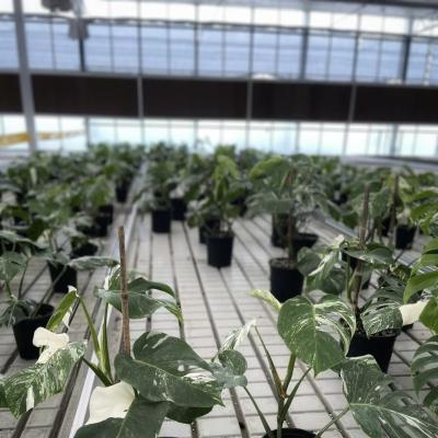 China Commercial Greenhouse Customized a-Type Hydroponic for Flower Cultivation and Farming for sale