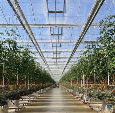 China US Float Single Span Greenhouse para hortalizas/frutas/flores y devoluciones en venta