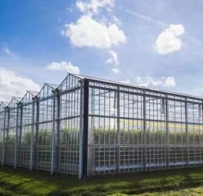 China Estructura de acero Sistema de cultivo hidropónico Venlo para el cultivo hidropónico de vegetales en venta
