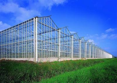China 80.000kg Paquete Peso bruto Invernadero de vidrio con hidroponía y coste de envío en venta