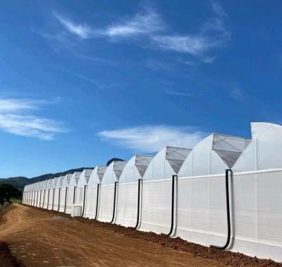 China Sistema de sementeira hidropônica para agricultura com telhado de camada dupla de plástico à venda
