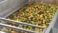 Chine Haute efficace élevée d'installation de transformation de mangue à échelle réduite extrayant le taux à vendre