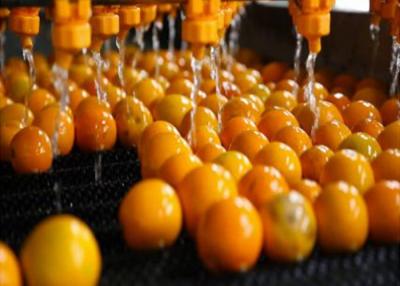 China Industrial Citrus Processing Line Orange Lemon Processing Unit 1 Year Warranty for sale