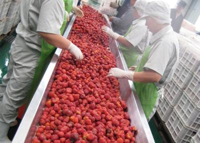 China 380V Berry Fruit Jam Processing Machinery 20T/H ISO9001 Certificate for sale