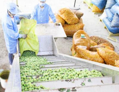 Китай Сбережения воды обрабатывающего оборудования завода по обработке/сока персика сливы абрикоса продается