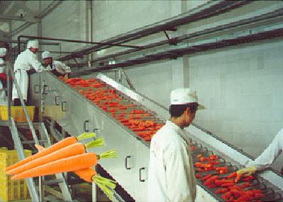 China Equipamento de processamento profissional da fábrica de tratamento/frutas e legumes da cenoura à venda