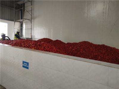 China Línea de transformación del tomate del SGS 2000T/D que concentra la línea de transformación de la salsa de tomate en venta